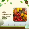 เมล็ดพันธุ์ มะเขือเทศรวม