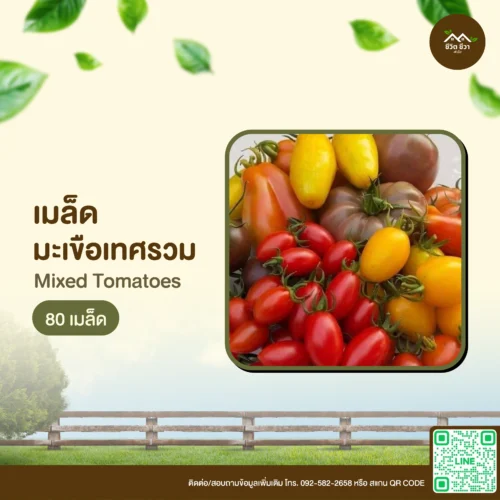 เมล็ดพันธุ์ มะเขือเทศรวม