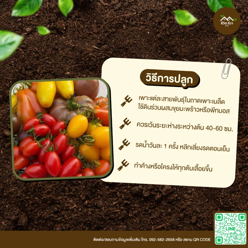 เมล็ดพันธุ์ มะเขือเทศรวม