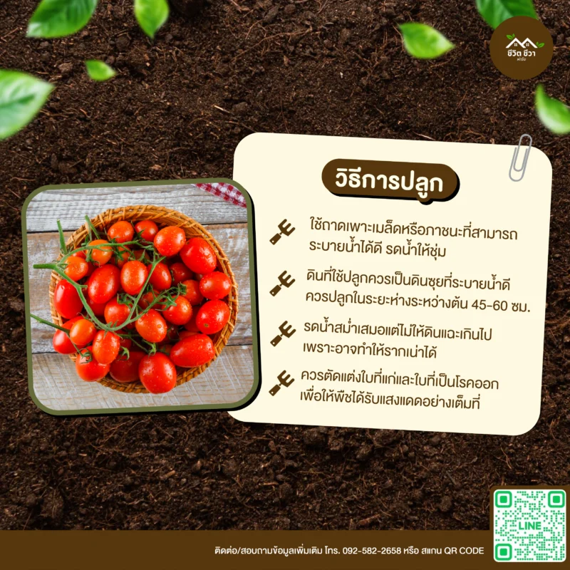 เมล็ดพันธุ์ มะเขือเทศราชินี