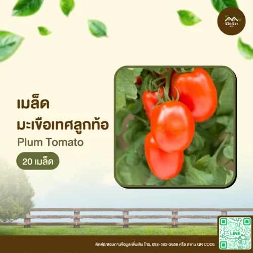 เมล็ดพันธุ์ มะเขือเทศลูกท้อ