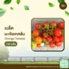 เมล็ดพันธุ์ มะเขือเทศส้ม