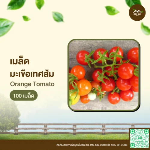 เมล็ดพันธุ์ มะเขือเทศส้ม