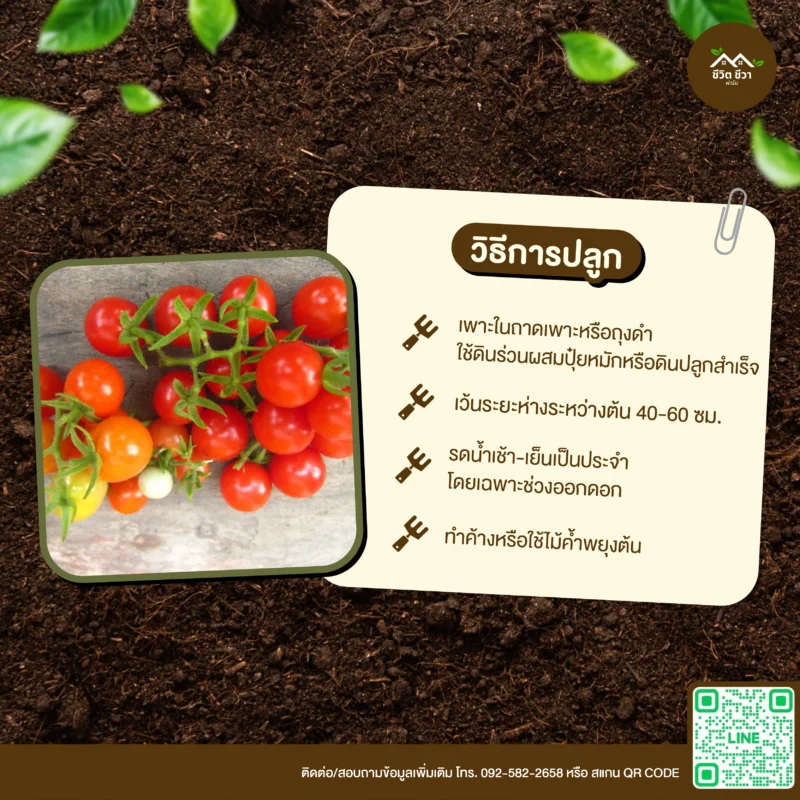 เมล็ดพันธุ์ มะเขือเทศส้ม