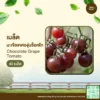 เมล็ดพันธุ์ มะเขือเทศองุ่นช็อกโก