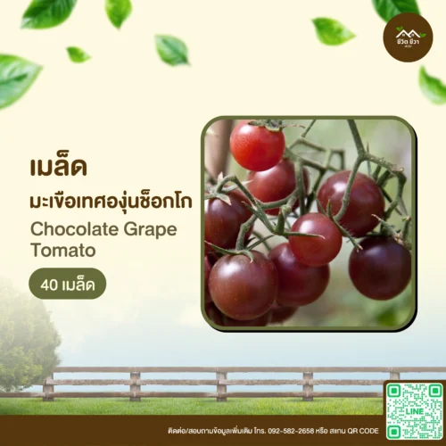 เมล็ดพันธุ์ มะเขือเทศองุ่นช็อกโก