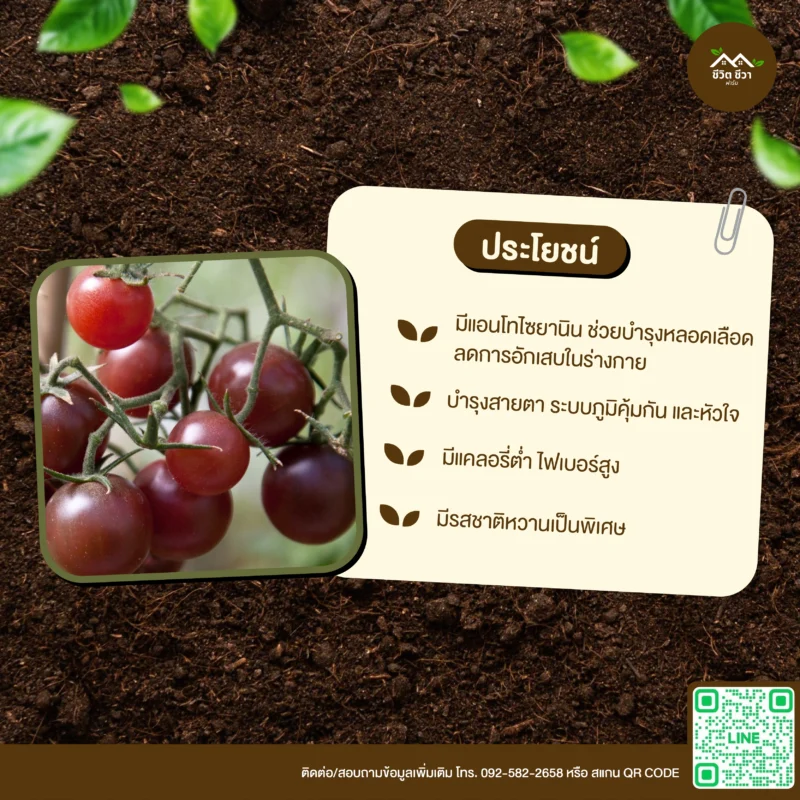 เมล็ดพันธุ์ มะเขือเทศองุ่นช็อกโก