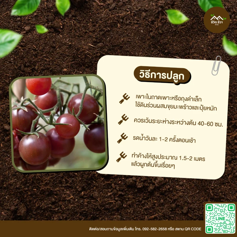 เมล็ดพันธุ์ มะเขือเทศองุ่นช็อกโก