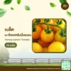เมล็ดพันธุ์ มะเขือเทศฮันนี่เลม่อน