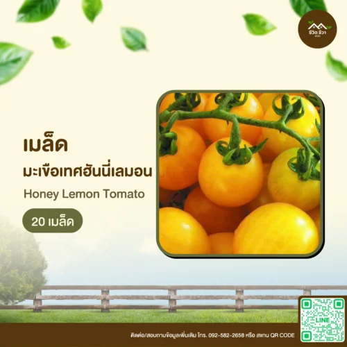 เมล็ดพันธุ์ มะเขือเทศฮันนี่เลม่อน
