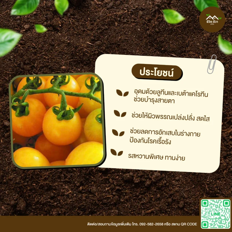 เมล็ดพันธุ์ มะเขือเทศฮันนี่เลม่อน
