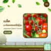 เมล็ดพันธุ์ มะเขือเทศเชอร์รี่ญี่ปุ่น