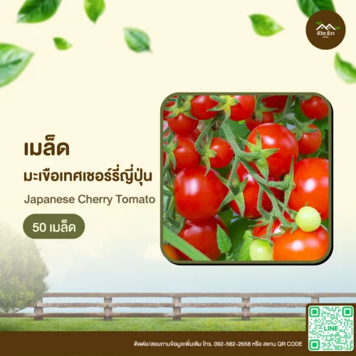 เมล็ดพันธุ์ มะเขือเทศเชอร์รี่ญี่ปุ่น