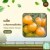 เมล็ดพันธุ์ มะเขือเทศเชอร์รี่เหลือง