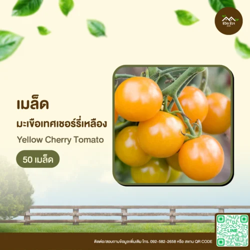เมล็ดพันธุ์ มะเขือเทศเชอร์รี่เหลือง