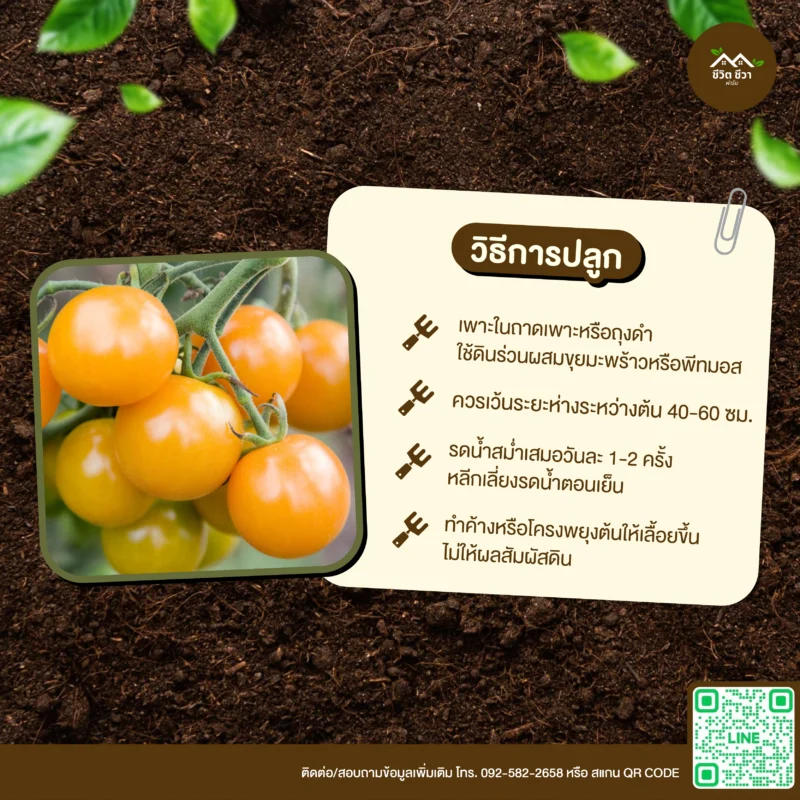 เมล็ดพันธุ์ มะเขือเทศเชอร์รี่เหลือง