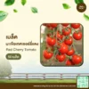 เมล็ดพันธุ์ มะเขือเทศเชอร์รี่แดง