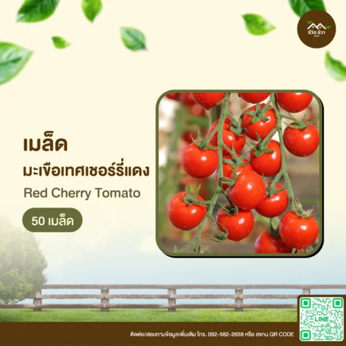 เมล็ดพันธุ์ มะเขือเทศเชอร์รี่แดง