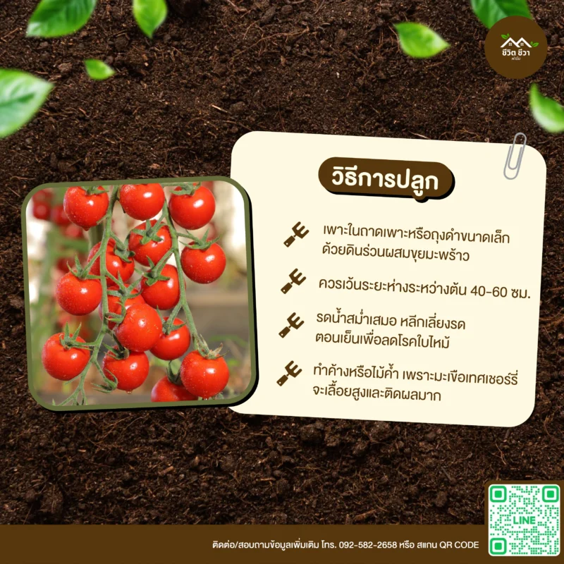เมล็ดพันธุ์ มะเขือเทศเชอร์รี่แดง