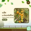 เมล็ดพันธุ์ มะเขือเทศโลลี่ป๊อป