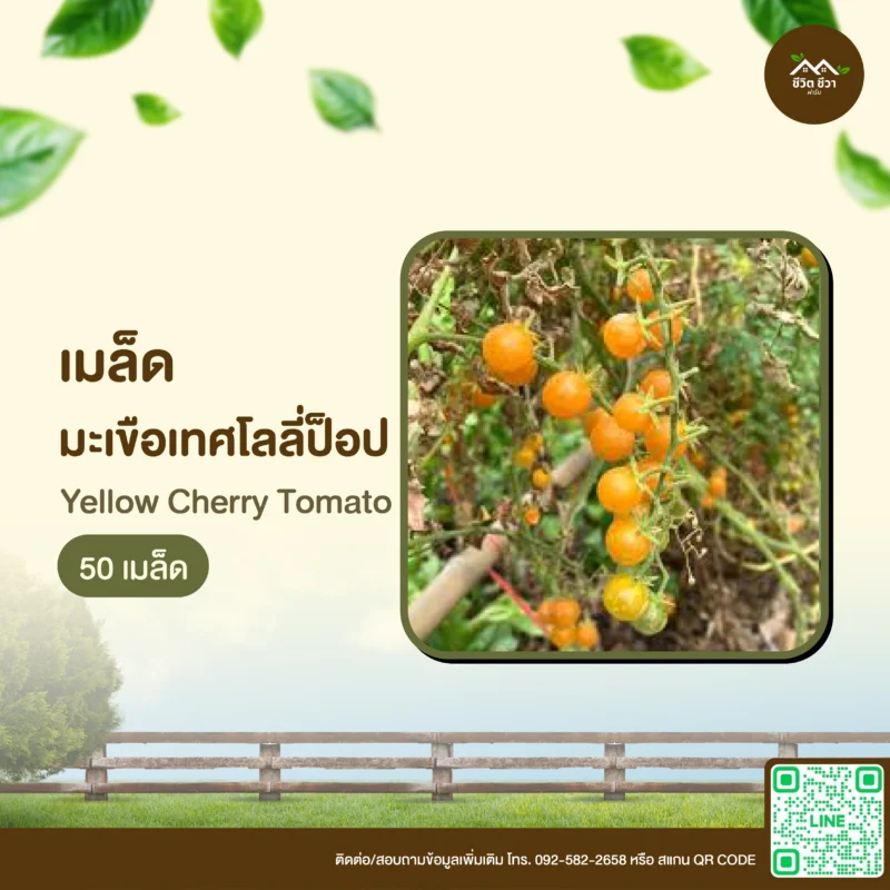 เมล็ดพันธุ์ มะเขือเทศโลลี่ป๊อป