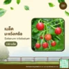 เมล็ดพันธุ์ มะแว้งเครือ