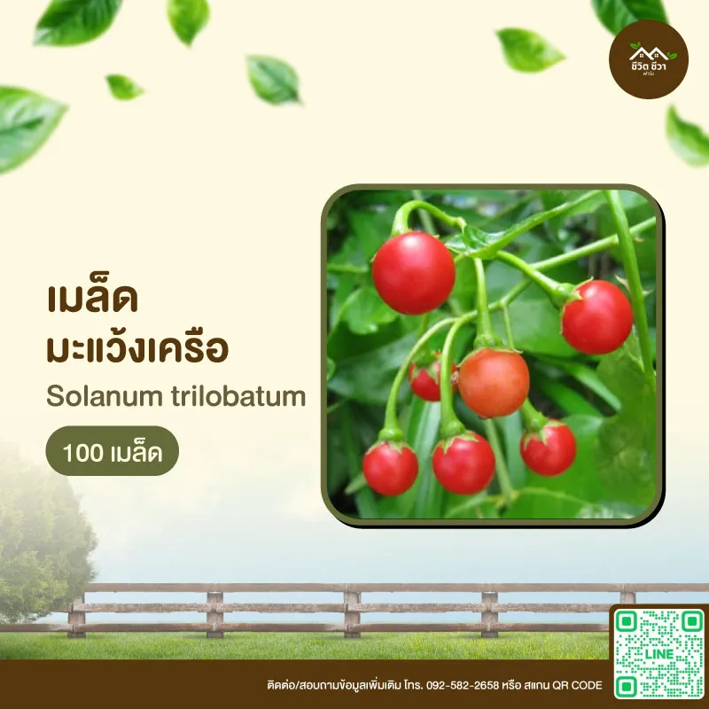 เมล็ดพันธุ์ มะแว้งเครือ