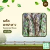 เมล็ดพันธุ์ ถั่วมะแฮะลาย