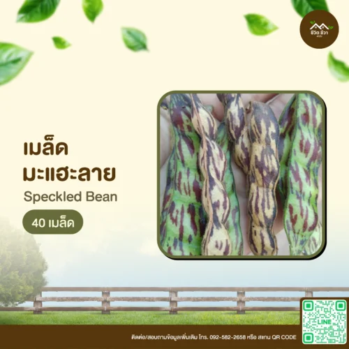 เมล็ดพันธุ์ ถั่วมะแฮะลาย