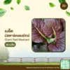 เมล็ดพันธุ์ มัสตาร์ดแดงยักษ์