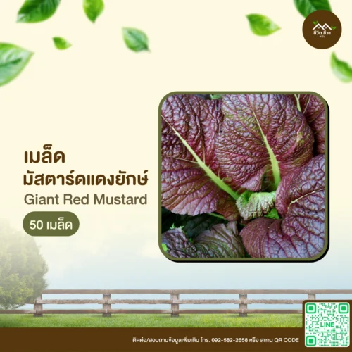 เมล็ดพันธุ์ มัสตาร์ดแดงยักษ์