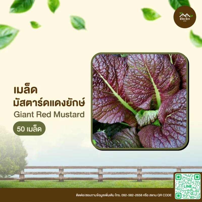 เมล็ดพันธุ์ มัสตาร์ดแดงยักษ์