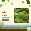 เมล็ดพันธุ์ ยาสูบ