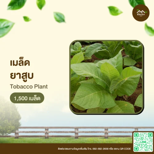 เมล็ดพันธุ์ ยาสูบ