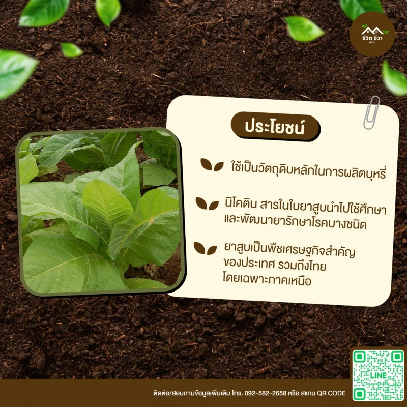 เมล็ดพันธุ์ ยาสูบ