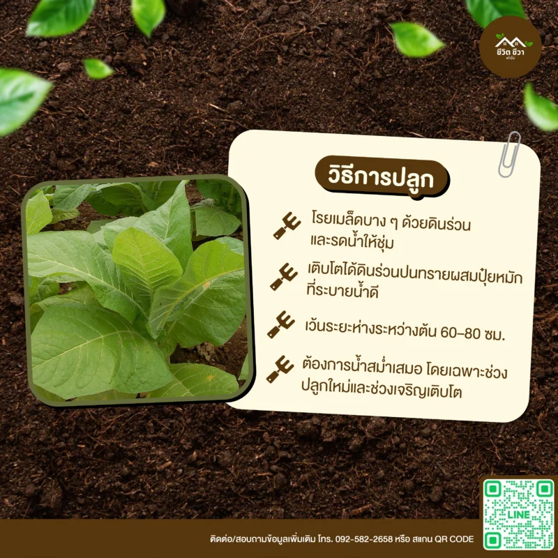 เมล็ดพันธุ์ ยาสูบ