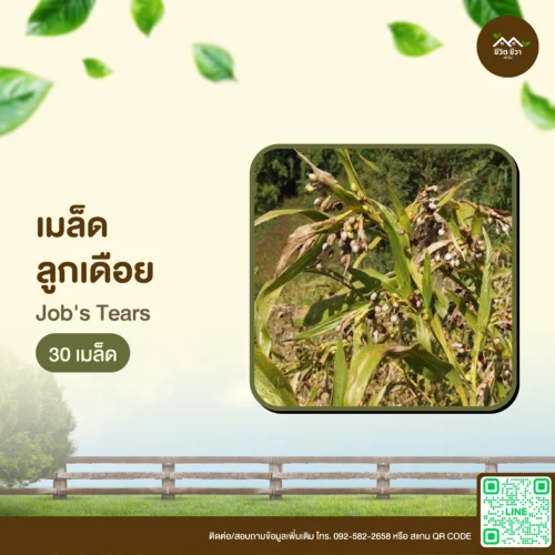 เมล็ดพันธุ์ ลูกเดือย