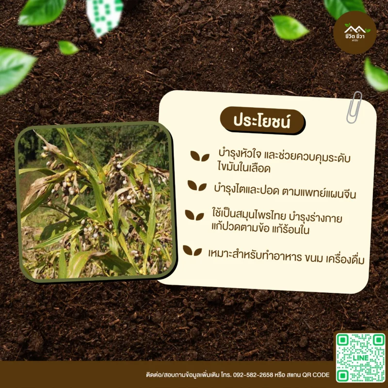 เมล็ดพันธุ์ ลูกเดือย