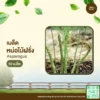 เมล็ดพันธุ์ หน่อไม้ฝรั่ง