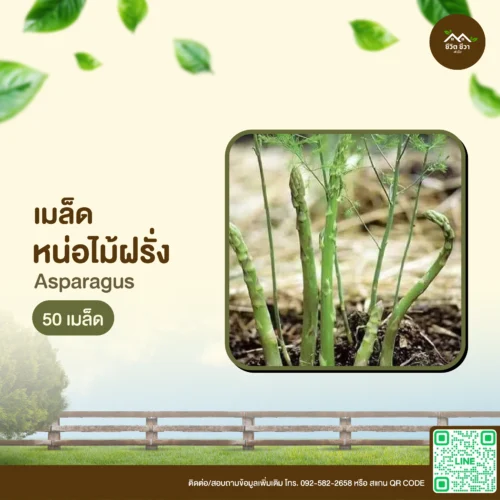 เมล็ดพันธุ์ หน่อไม้ฝรั่ง