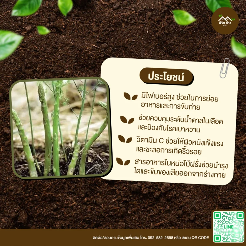 เมล็ดพันธุ์ หน่อไม้ฝรั่ง