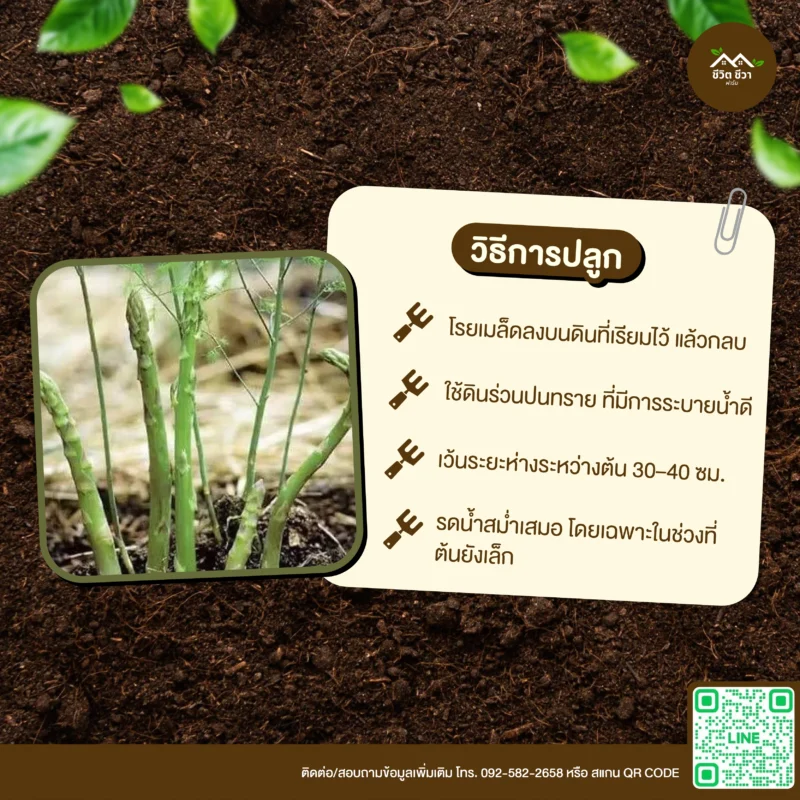 เมล็ดพันธุ์ หน่อไม้ฝรั่ง