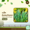 เมล็ดพันธุ์ หอมกินดอก