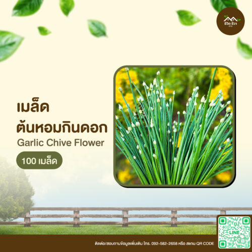 เมล็ดพันธุ์ หอมกินดอก