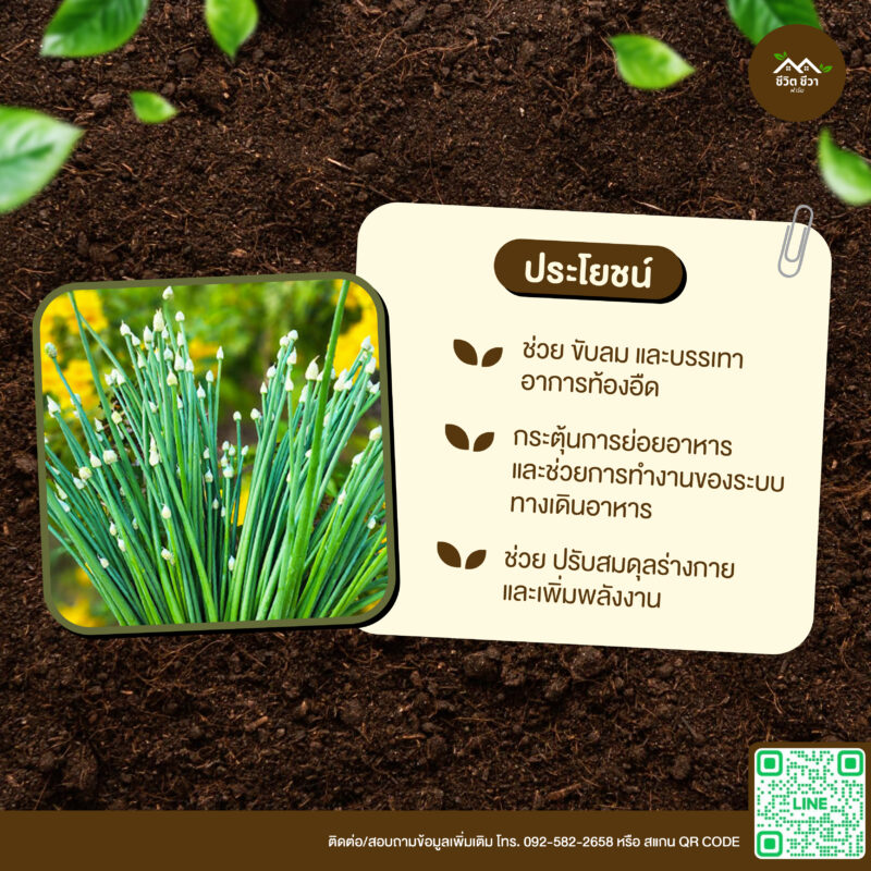 เมล็ดพันธุ์ หอมกินดอก