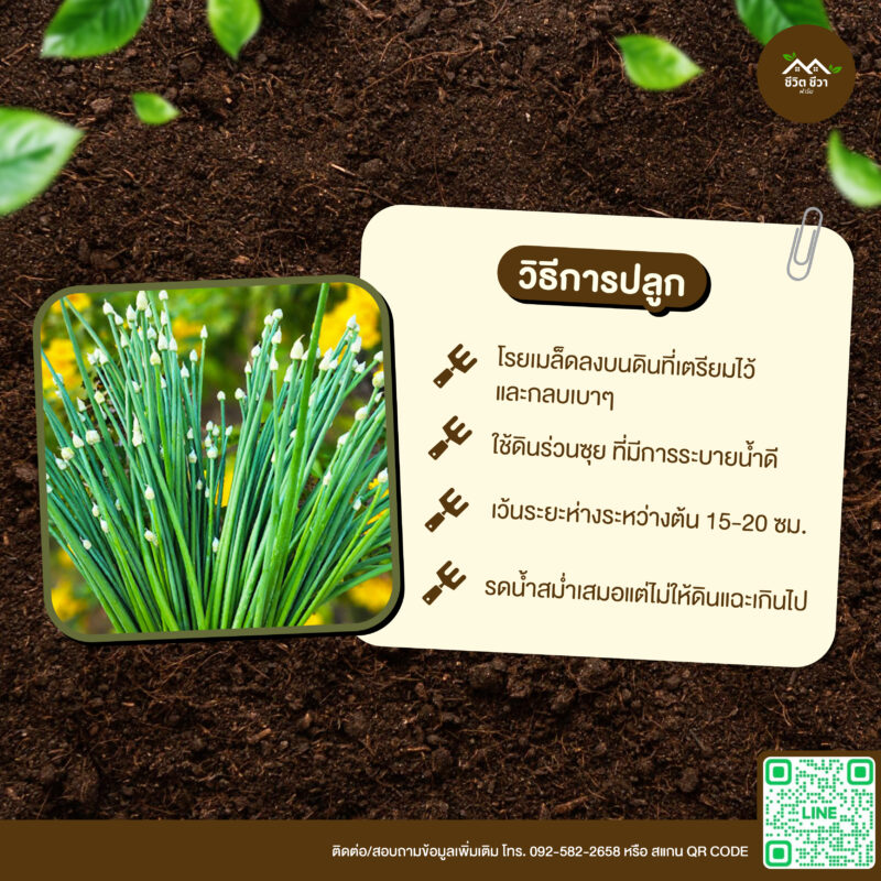 เมล็ดพันธุ์ หอมกินดอก
