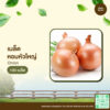 เมล็ดพันธุ์ หอมหัวใหญ่