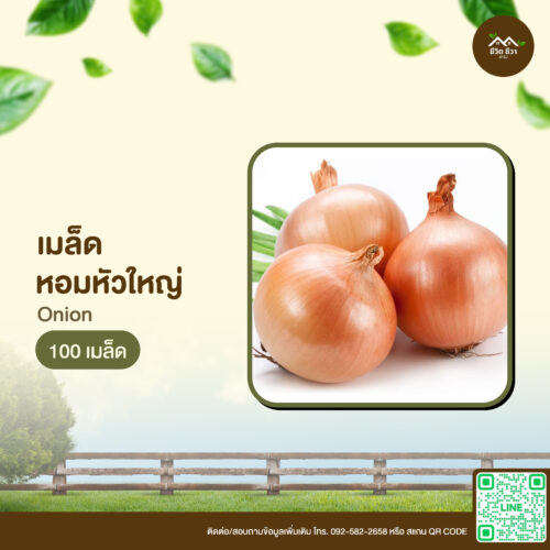 เมล็ดพันธุ์ หอมหัวใหญ่