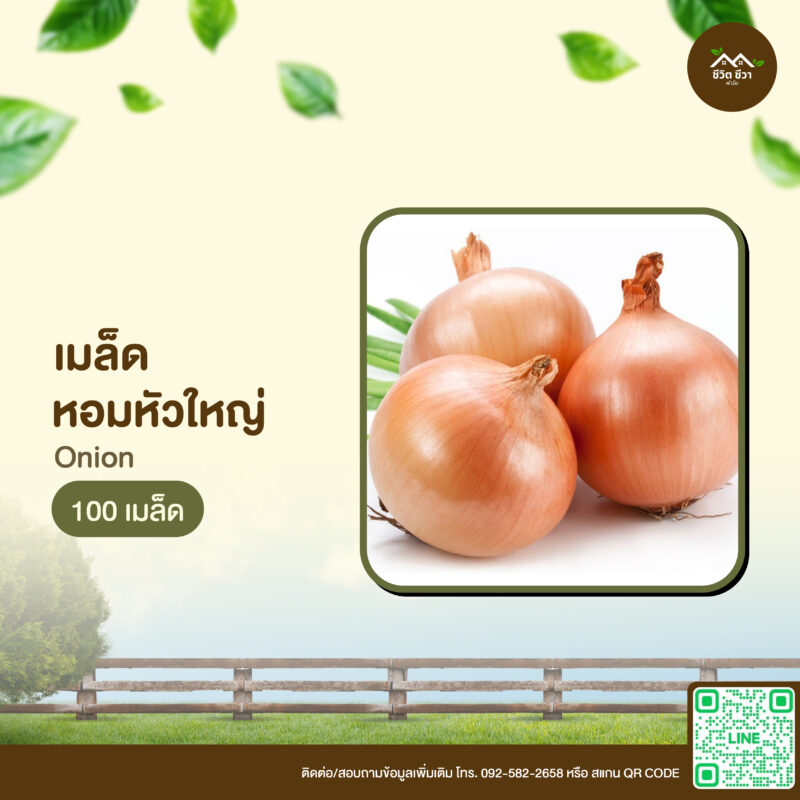 เมล็ดพันธุ์ หอมหัวใหญ่