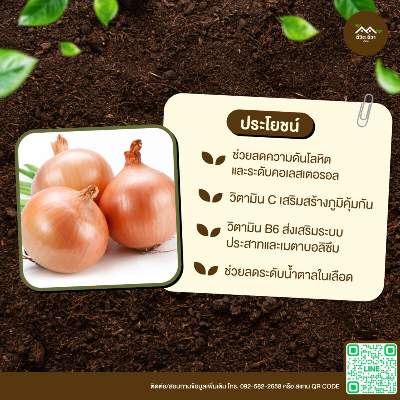 เมล็ดพันธุ์ หอมหัวใหญ่